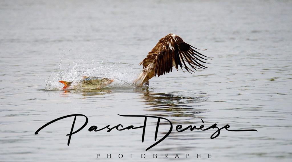 Pascal_deveze-photographe